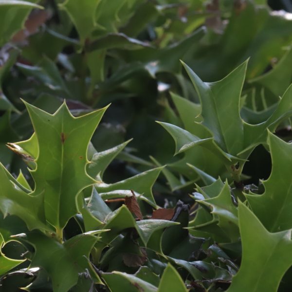 Dwarf Chinese holly leaves.