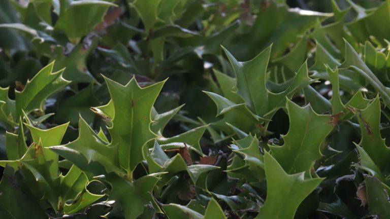Dwarf Chinese holly leaves.