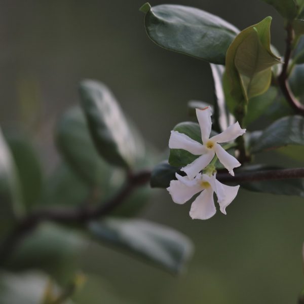 Star jasmine leaves and flowers.