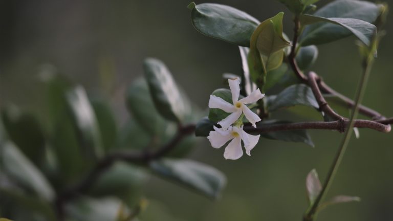 Star jasmine leaves and flowers.