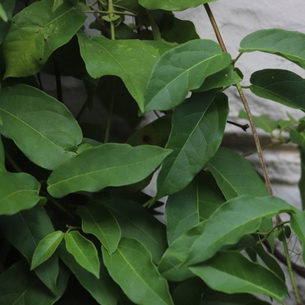 Coral vine leaves.