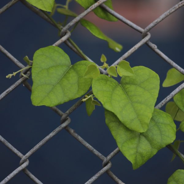 Snailseed leaves.