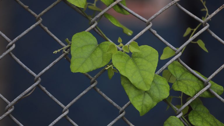 Snailseed leaves.