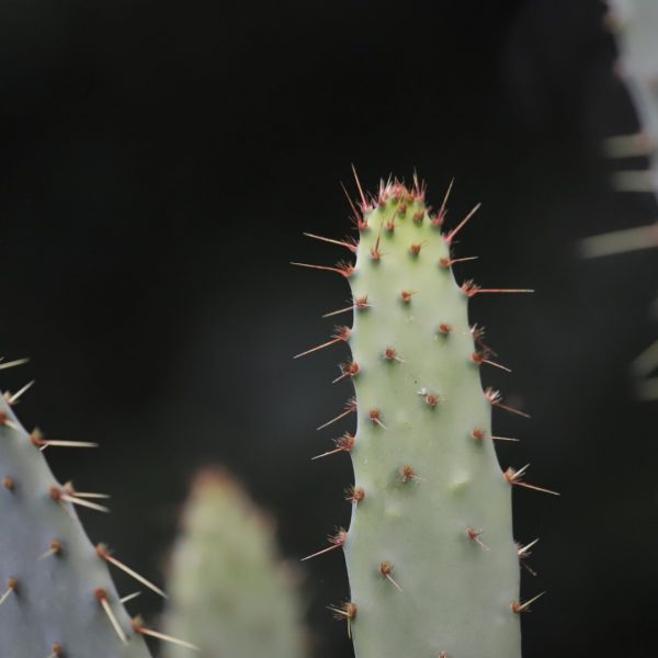 Cow tongue cactus leaves.