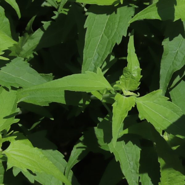 Fragrant crucita mistflower leaves.