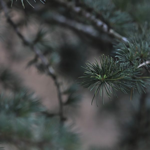 Deodar cedar leaves.