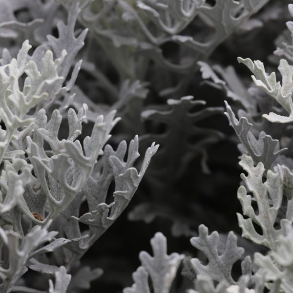 Dusty Miller leaves.