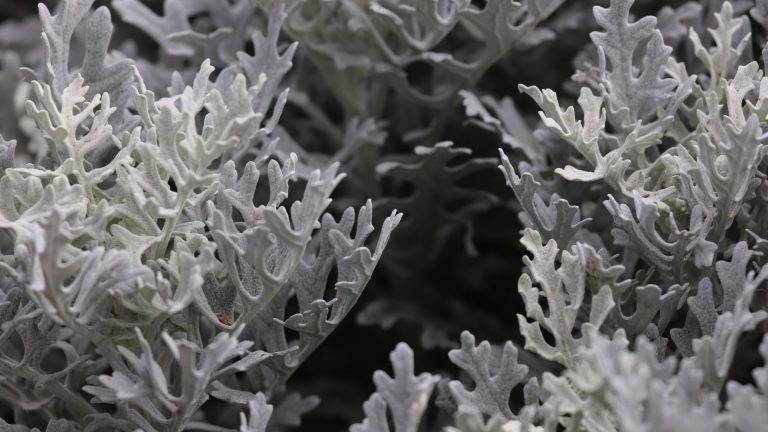 Dusty Miller leaves.