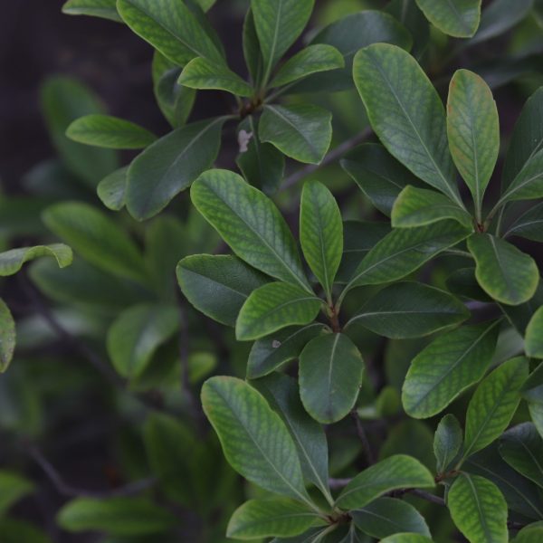 Dwarf Indian hawthorn leaves.