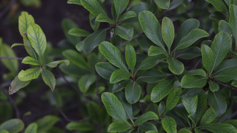 Dwarf Indian hawthorn leaves.