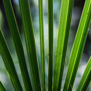 Palmetto leaf.