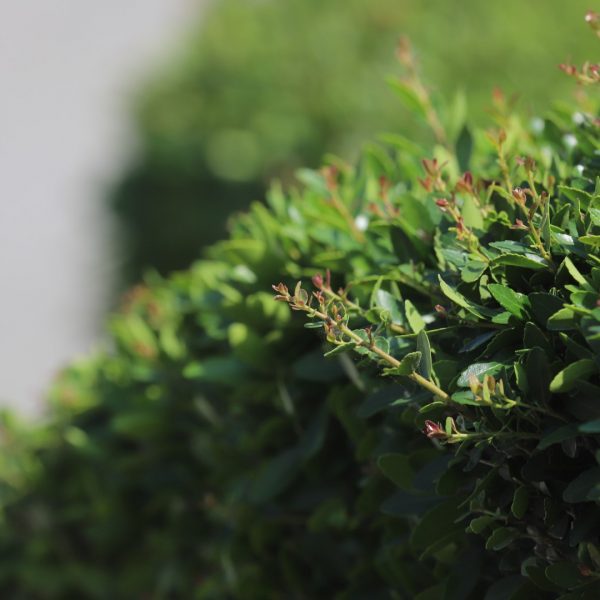 Dwarf yaupon holly leaves.