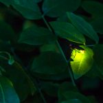firefly shining brightly on leaf