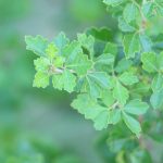 Fragrant sumac leaves.