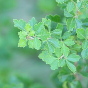 Fragrant sumac leaves.