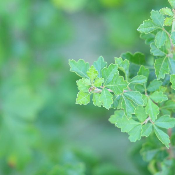 Fragrant sumac leaves.