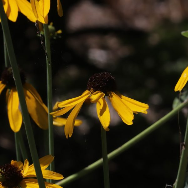 Giant coneflowers.