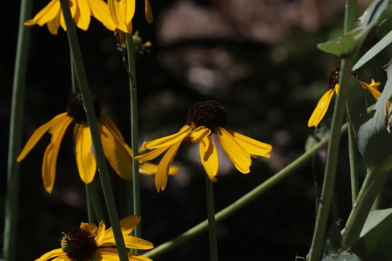 Giant coneflowers.