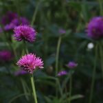 Globe amaranth flowers.