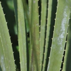 Green sotol leaves.