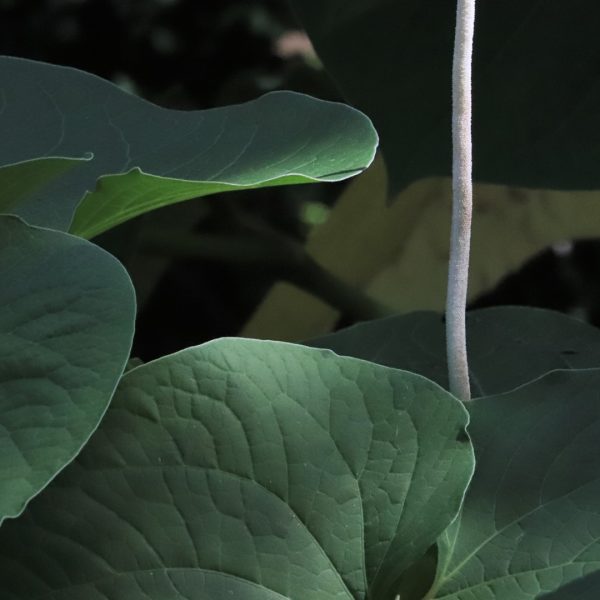 Hoja santa leaves and flower.