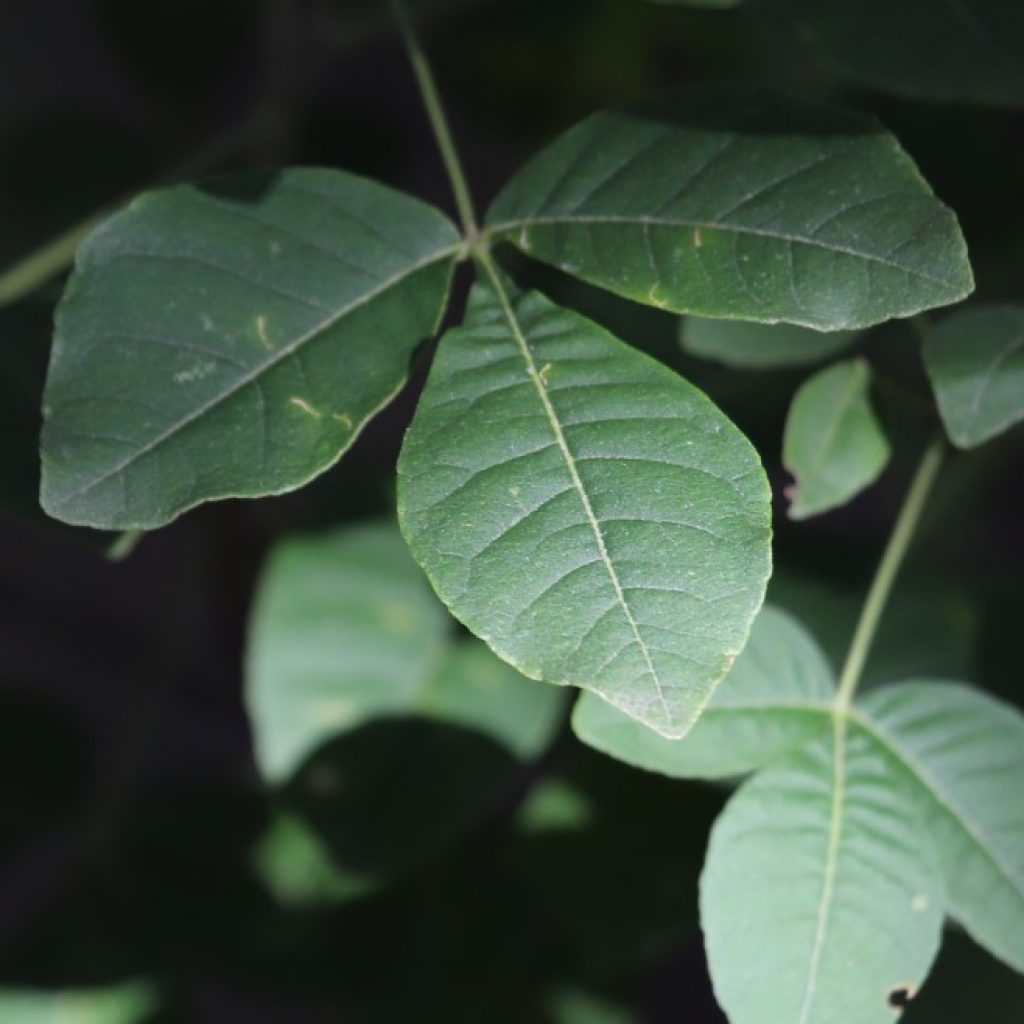 Hop tree leaves.