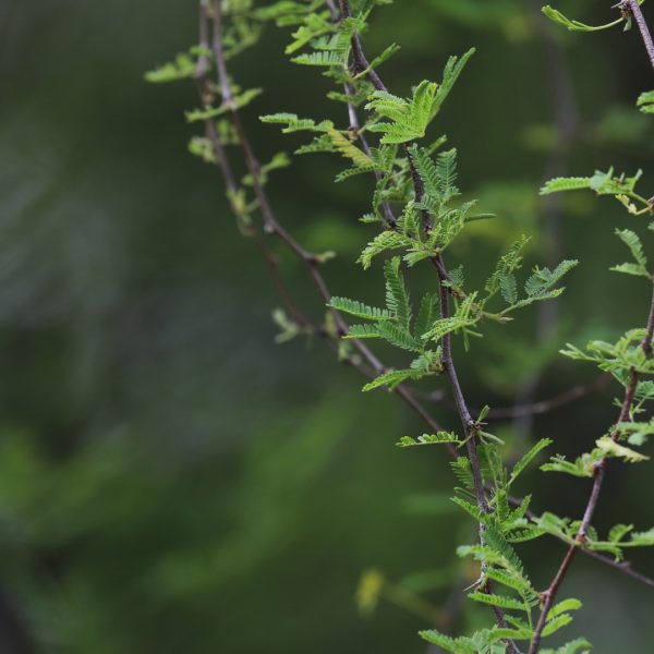 Huisache leaves.