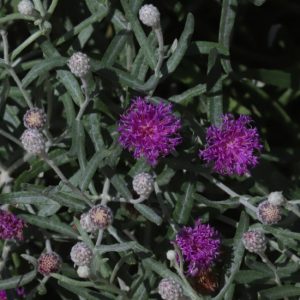 Ironweed flowers.