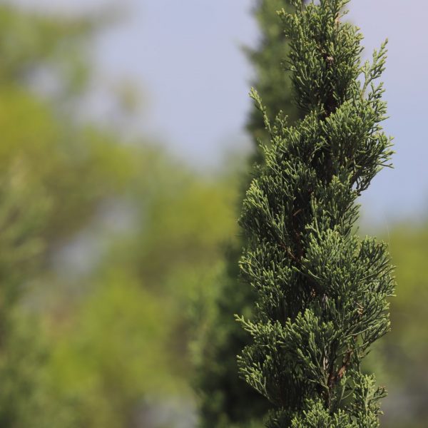 Italian cypress leaves.
