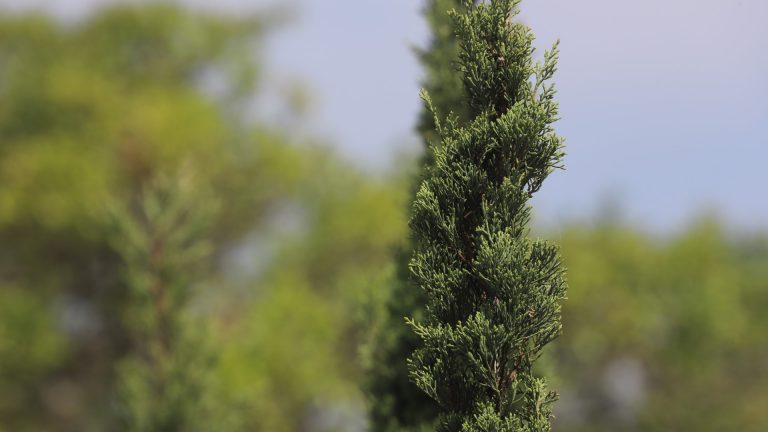 Italian cypress leaves.