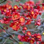 Japanese quince flowers.