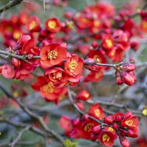 Japanese quince flowers.