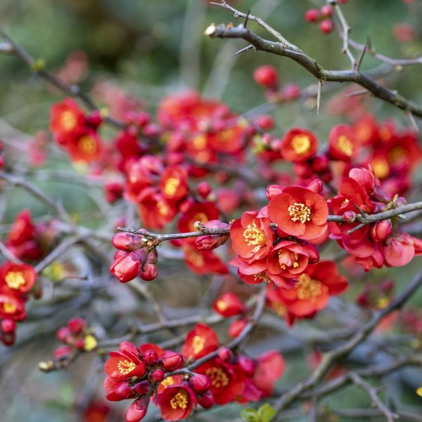 Japanese quince flowers.