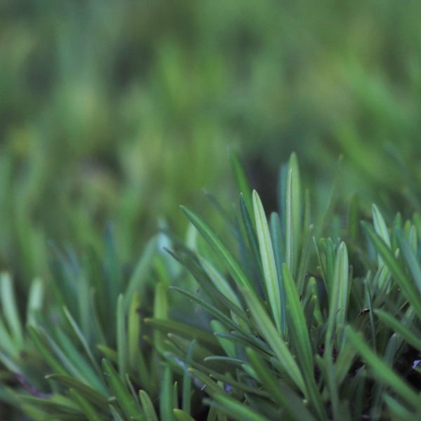 Japanese yew leaves.