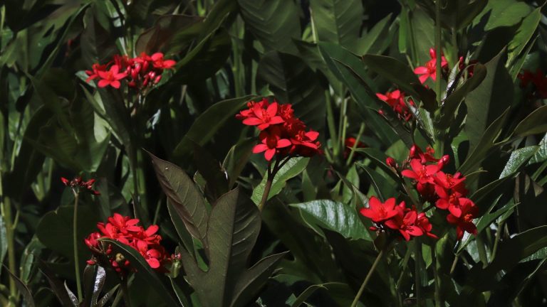 Jatropha leaves and flowers.