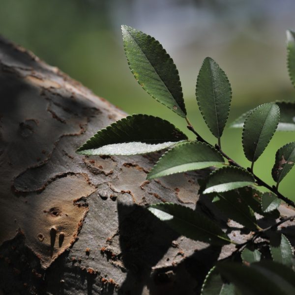Lacebark elm leaf and bark.