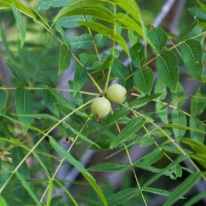 Little walnuts.