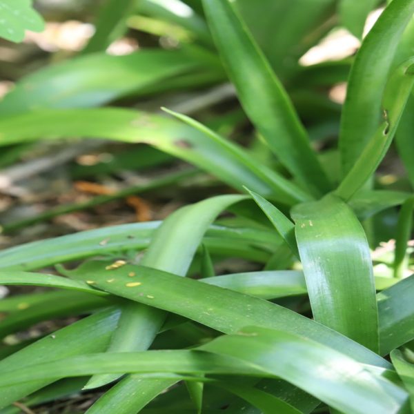 Manfreda leaves.