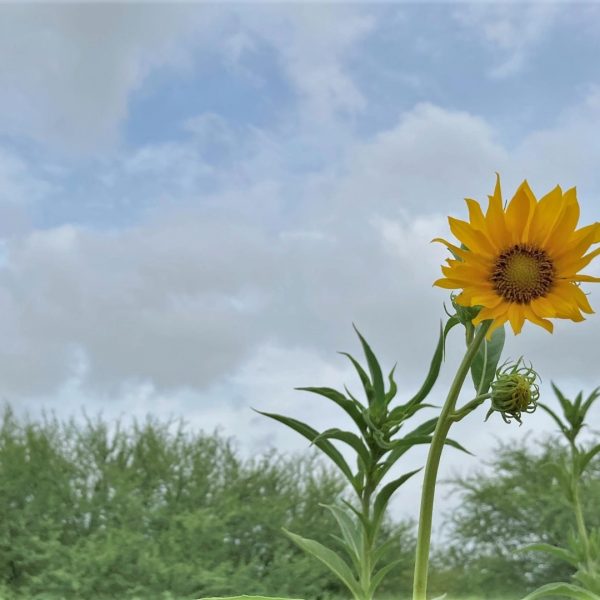 Maximilian sunflowers.