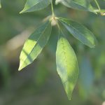 Mexican ash leaf.
