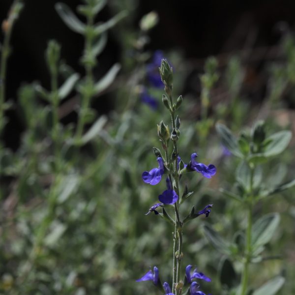 Mexican blue sage leaves and flowers.