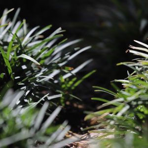 Monkey grass leaves.