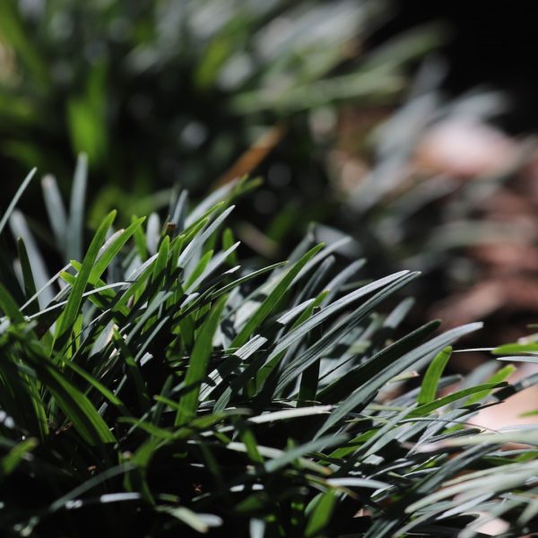 Monkey grass leaves.