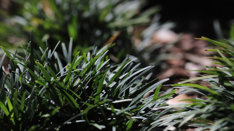 Monkey grass leaves.