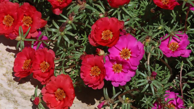Moss rose flowers.