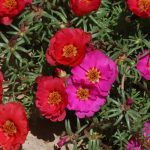 Moss rose flowers.