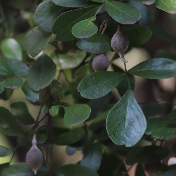 Mountain laurel leaves and beans.