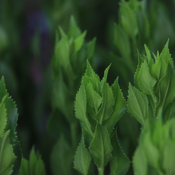 Obedient plant leaves.