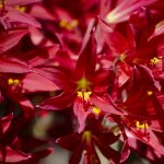 Oxblood lily flowers.