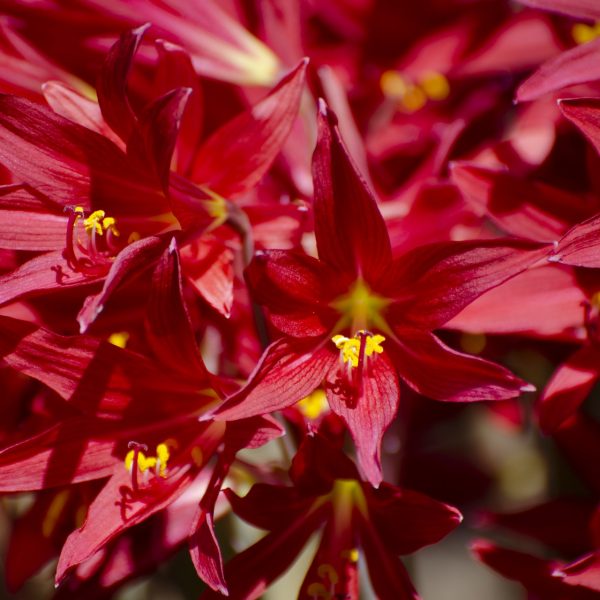 oxblood-lily-rhodophiala-bifida-detail-1920x1080-1169496855